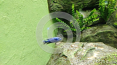 Electric blue hap fish at Aquatic Gallery - Science City ahmedabad Editorial Stock Photo