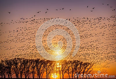 As the sun dips below the horizon, a flock of migrating birds takes flight, their silhouettes outlined against the warm Stock Photo