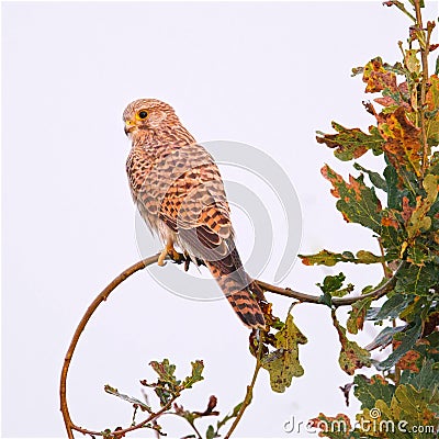 Autumn Vigilance : Kestrel Perched in Oak Tree at Sunrise Stock Photo