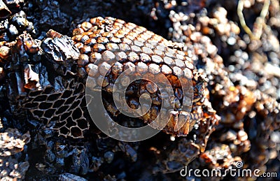 As waste material in the melting of wax, it hardens. The honeycomb used several times by the honeycomb is a threat to the transmis Stock Photo