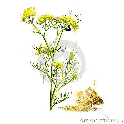 Asafoetida plant and pile of hing powder, indian cuisine spice. Labels for Essential Oils and Natural Supplements. Dried Stock Photo