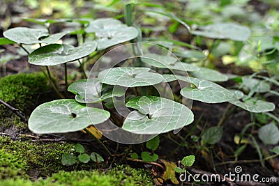 Asarum europaeum grows in the forest Stock Photo