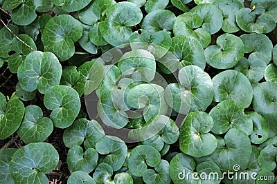 Asarum europaeum grows in the forest Stock Photo