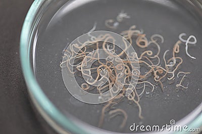 Ascariasis is a disease caused by the parasitic roundworm Ascaris lumbricoides for education. Stock Photo