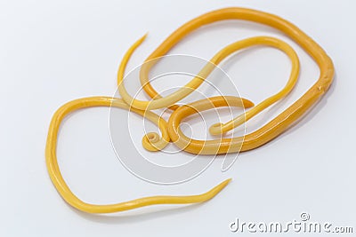 Ascariasis is a disease caused by the parasitic roundworm Ascaris lumbricoides for education. Stock Photo