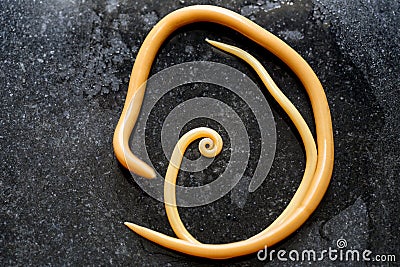 Ascariasis is a disease caused by the parasitic roundworm Ascaris lumbricoides for education. Stock Photo