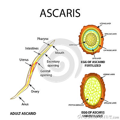 Ascaris the structure of an adult. Fertilized and unfertilized egg. The structure of the egg ascarids. Set. Infographics. Vector Vector Illustration