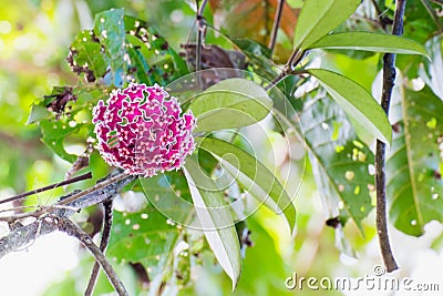 Asclepiadoideae there are many uses. But most are used as ornamental plants. Stock Photo