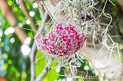 Asclepiadoideae there are many uses. But most are used as ornamental plants. Stock Photo