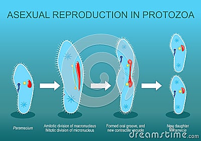 Asexual reproduction. Paramecia division Vector Illustration