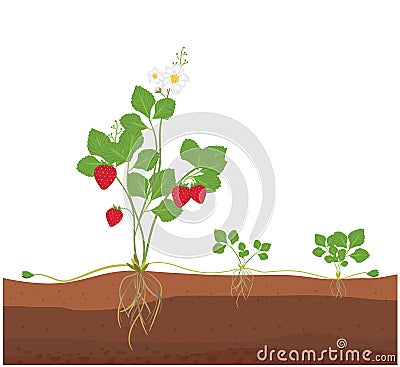 Asexual reproduction of strawberry Vector Illustration