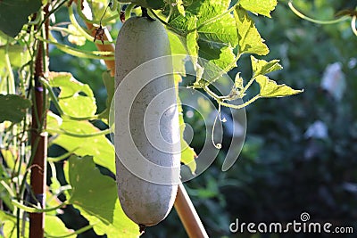Ash gourd agriculture growth in nature organic farm Stock Photo
