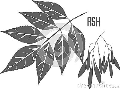 Ash medicinal tree vector illustration Vector Illustration