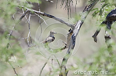 Ash Throated Flycatcher bird, Colossal Cave Mountain Park, Arizona Stock Photo