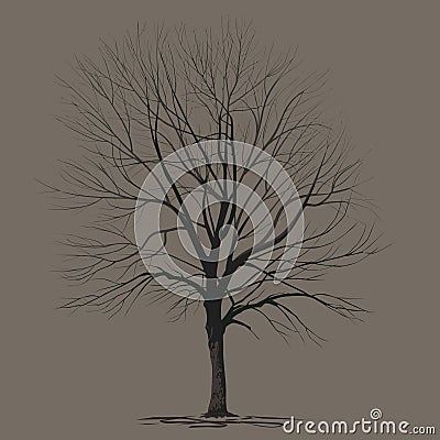 Ash-tree Fraxinus L. with fallen foliage Vector Illustration