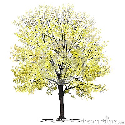 Ash-tree Fraxinus L. with yellow foliage Vector Illustration