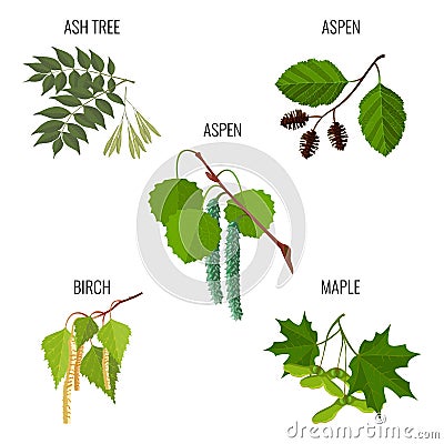 Ash tree leaves, aspen flowers, birch buds and maple keys Vector Illustration