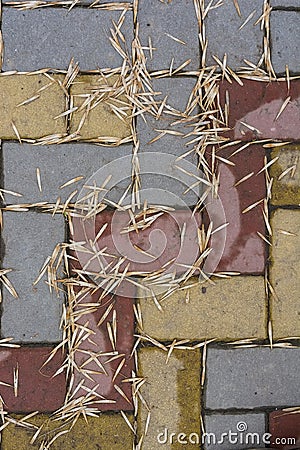 Ash tree seeds on road bricks surface Stock Photo