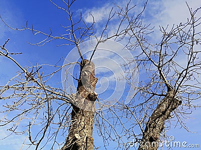 Ash Trees Bare Branches Twigs Blue Sky White Clouds Stock Photo