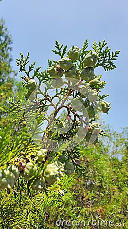 Ash trees Stock Photo