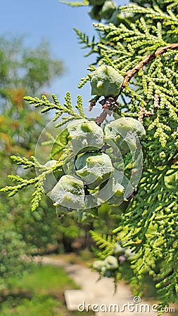 Ash trees Stock Photo