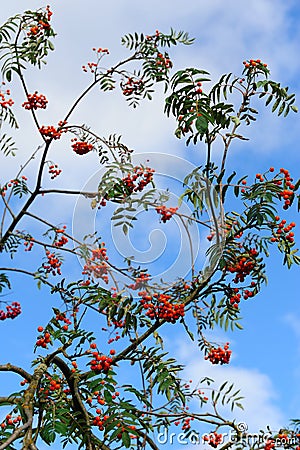 Ashberry Stock Photo