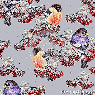 Ashberry and bullfinch Stock Photo