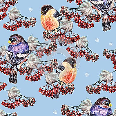 Ashberry and bullfinch Stock Photo