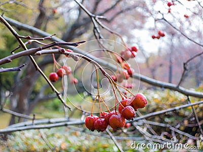 Ashberry Stock Photo