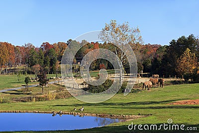 Asheboro Zoo with Elephants Stock Photo