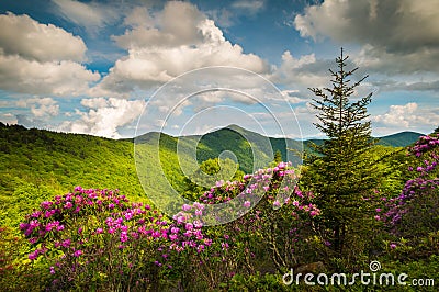 Asheville North Carolina Blue Ridge Parkway Spring Flowers Scenic Landscape Stock Photo