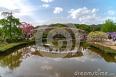 Ashikaga Flower Park, Famous travel destination in Japan. Colorful multiple kind of flowers blooming in springtime. Editorial Stock Photo