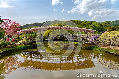 Ashikaga Flower Park, Famous travel destination in Japan. Colorful multiple kind of flowers blooming in springtime. Editorial Stock Photo