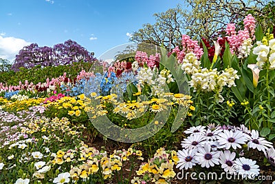 Ashikaga Flower Park, Famous travel destination in Japan. Colorful multiple kind of flowers blooming in springtime. Stock Photo
