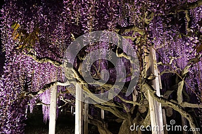 Ashikaga Flower Park. Hanging bunches purple blue Wisteria tree Stock Photo