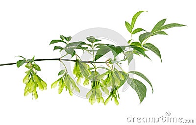 Ashleaf maple branch isolated on white background. Maple acer negundo leaves and seeds. Stock Photo