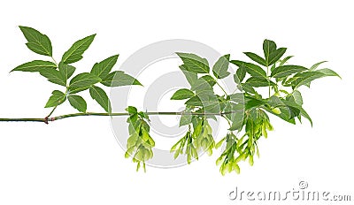 Ashleaf maple branch isolated on white background. Maple acer negundo leaves and seeds. Stock Photo