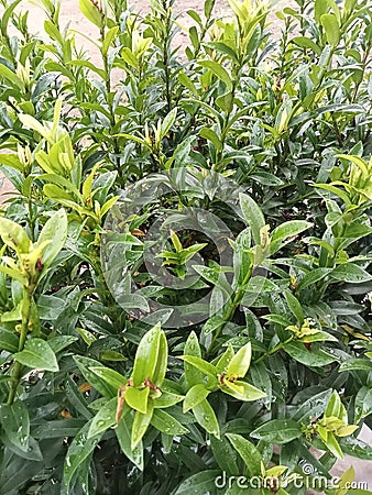 Ashoka flowers that have just fallen have green leaves Stock Photo