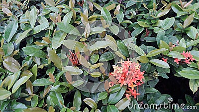 Ashoka tree Saraca asoca is a tree that is considered Stock Photo