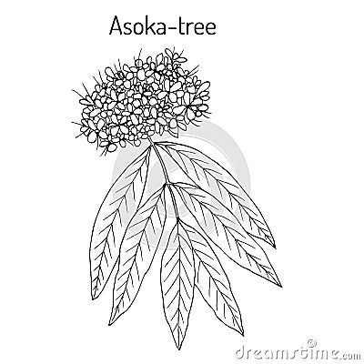 Ashoka tree Saraca asoca , medicinal plant Vector Illustration