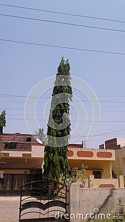 Ashoka tree under blue sky Stock Photo