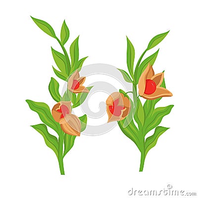 Ashwaganda. Withania somnifera. Leaves and fruit. Vector set Vector Illustration