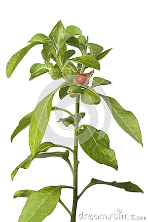 Ashwagandha plant with red berry Stock Photo