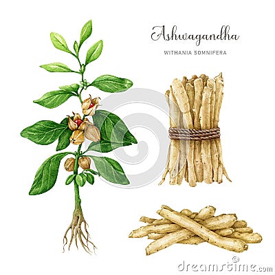 Ashwagandha plant set. Watercolor painted illustration. Withania somnifera medicinal plant, root element set Cartoon Illustration