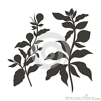 Ashwagandha. Withania somnifera. Medicinal plant. Black silhouette Vector Illustration
