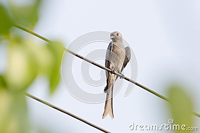 Ashy Drongo on cable Stock Photo