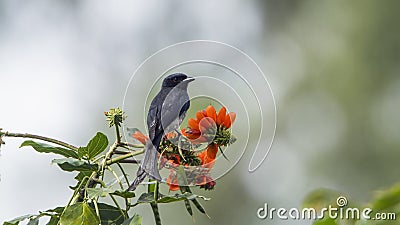 Ashy drongo in Ella, Sri Lanka Stock Photo