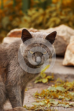 Ashy gray cat in the nature Stock Photo