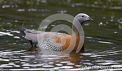 Ashy-headed Goose Stock Photo