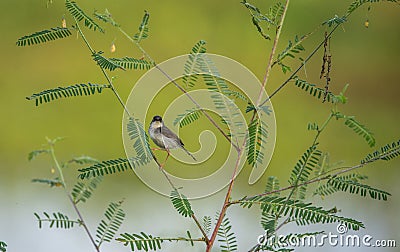 Ashy Prinia Bird Stock Photo